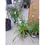 Potted Agapanthus
