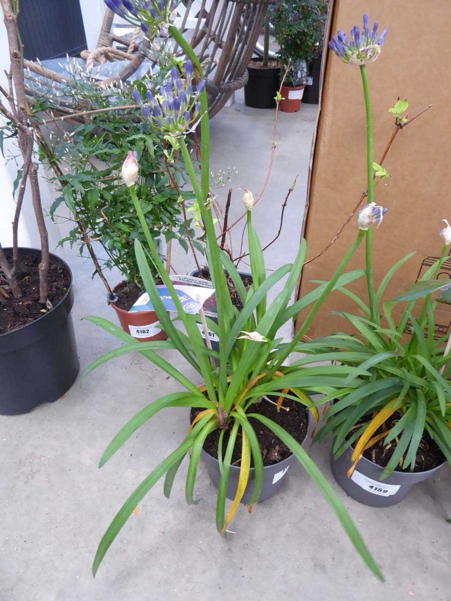 Potted Agapanthus