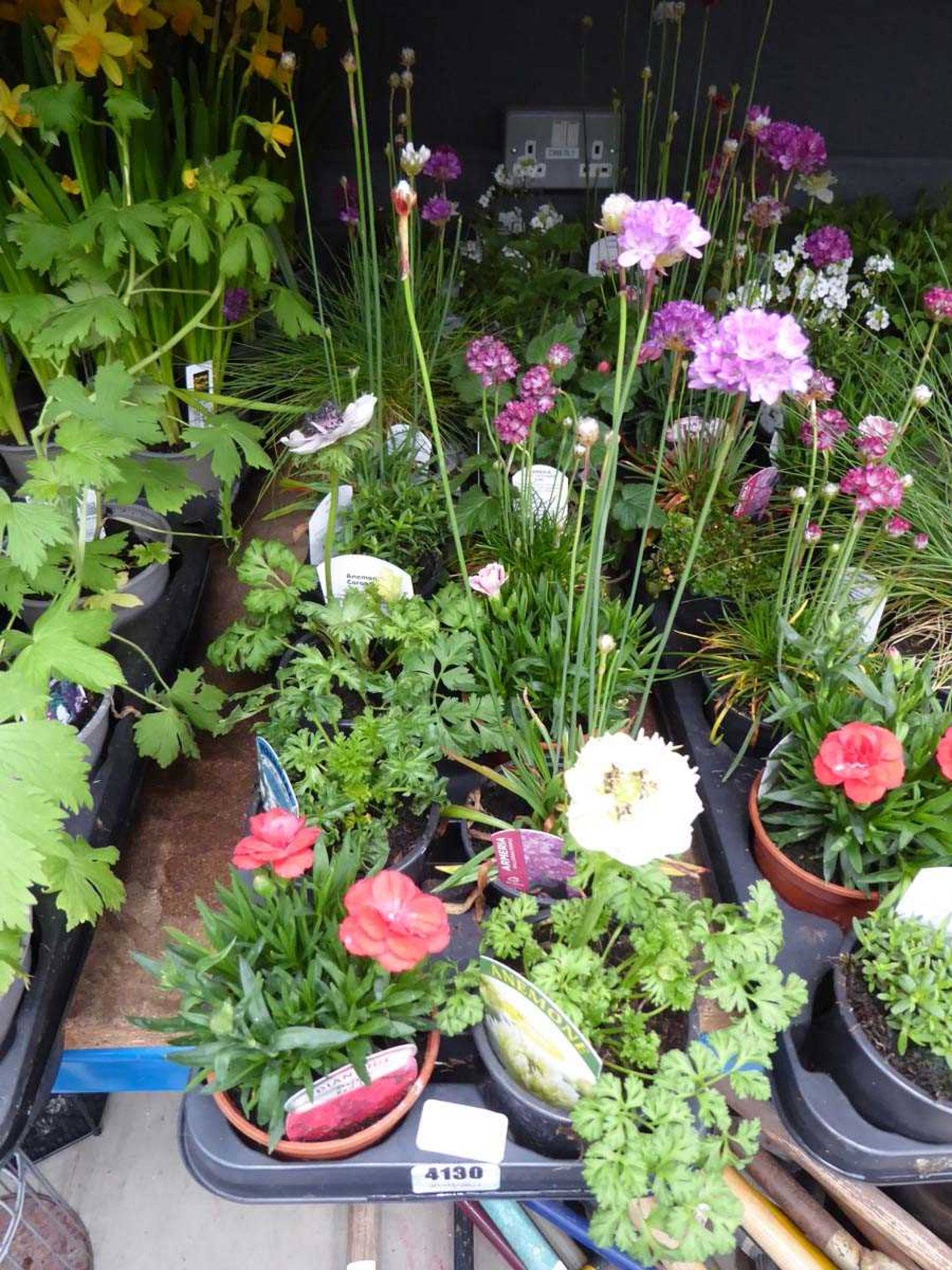 2 trays of assorted plants