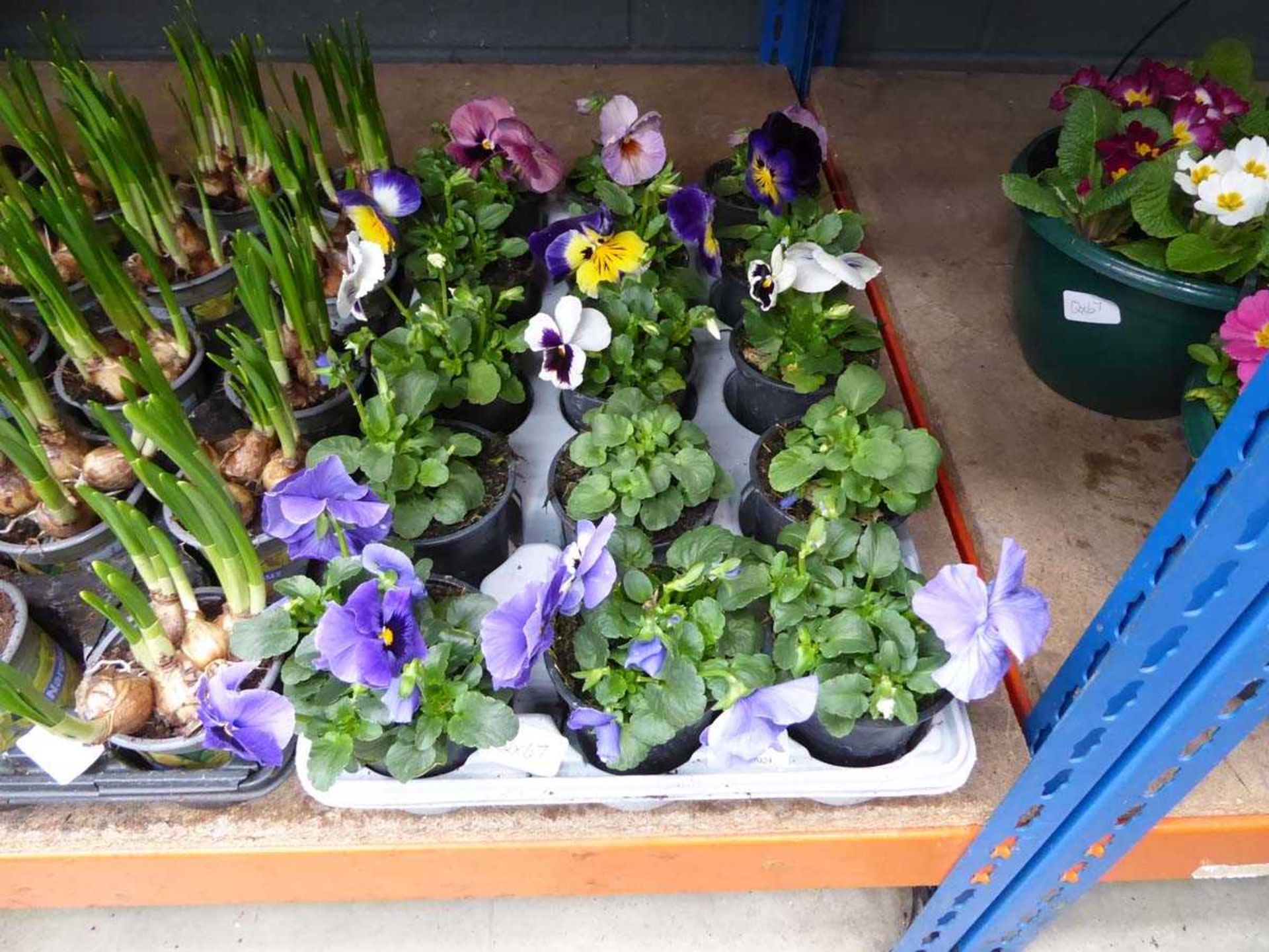 Tray of pansies