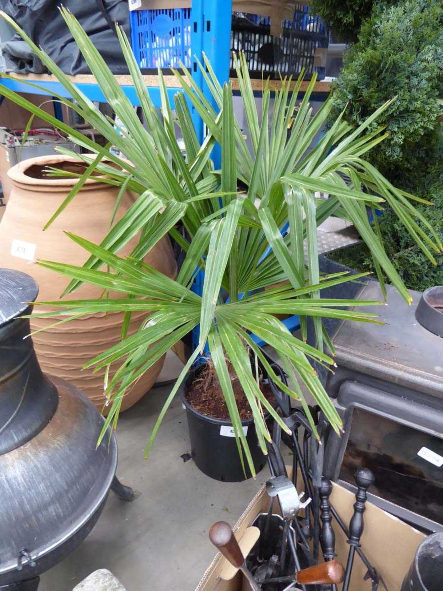 +VAT Potted Trachycarpus Fortunai Palm