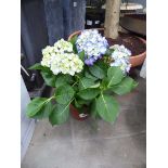 Potted Hydrangea