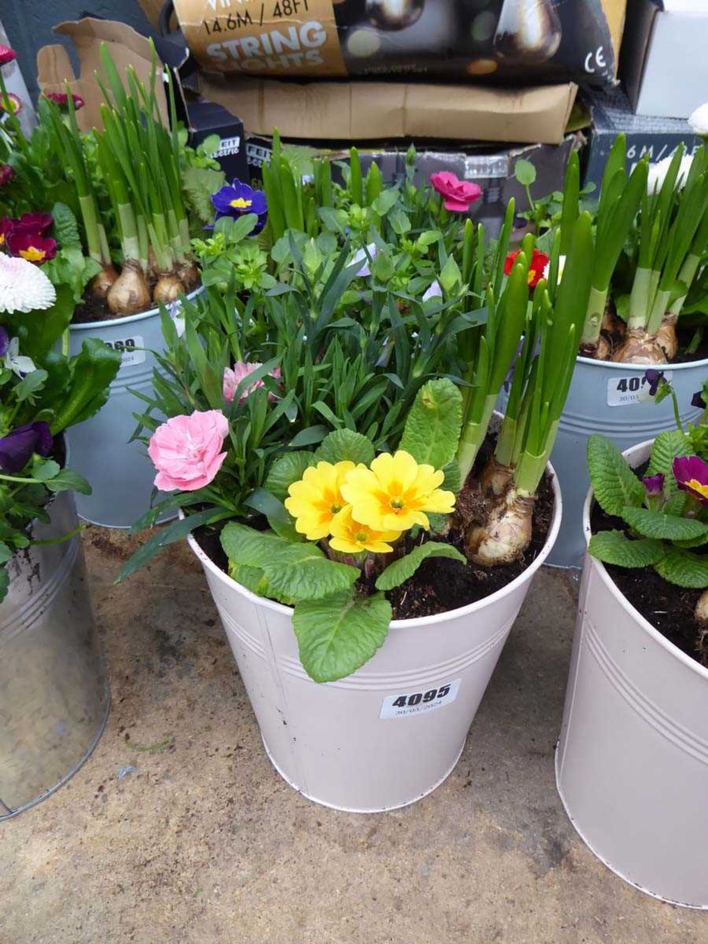 Small pink metal potted bulb arrangement