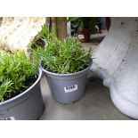 Small potted Lavender