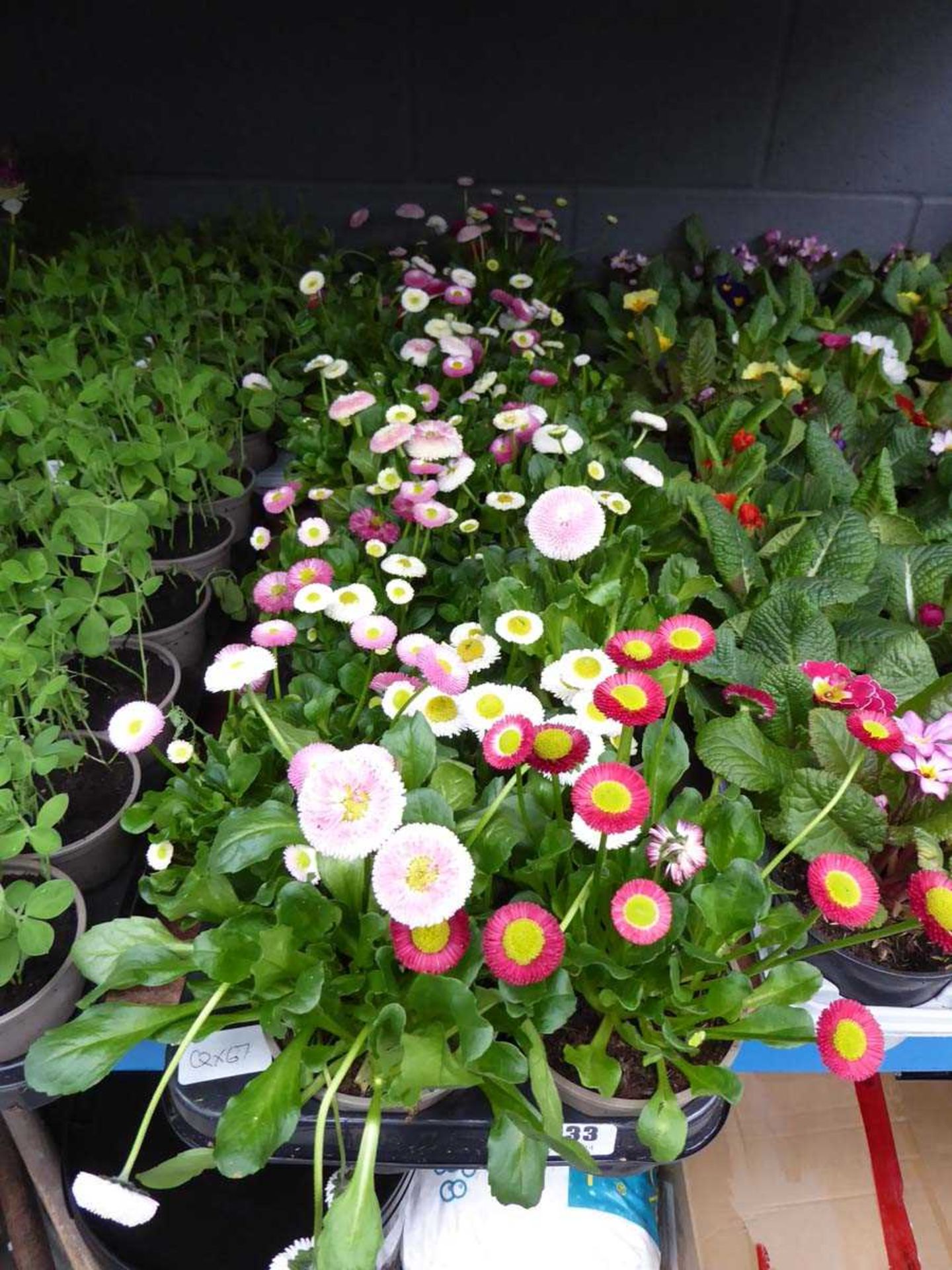 2 trays of potted plants