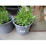 Small potted Lavender