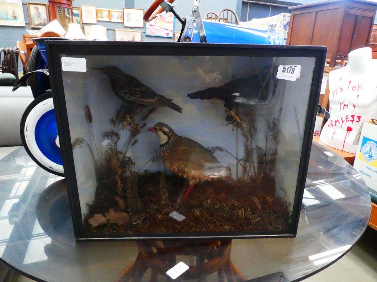 Taxidermists scene of French partridge, starling and mynah