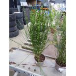 +VAT Large Cytisus Broom plant