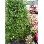 +VAT Large potted Genista