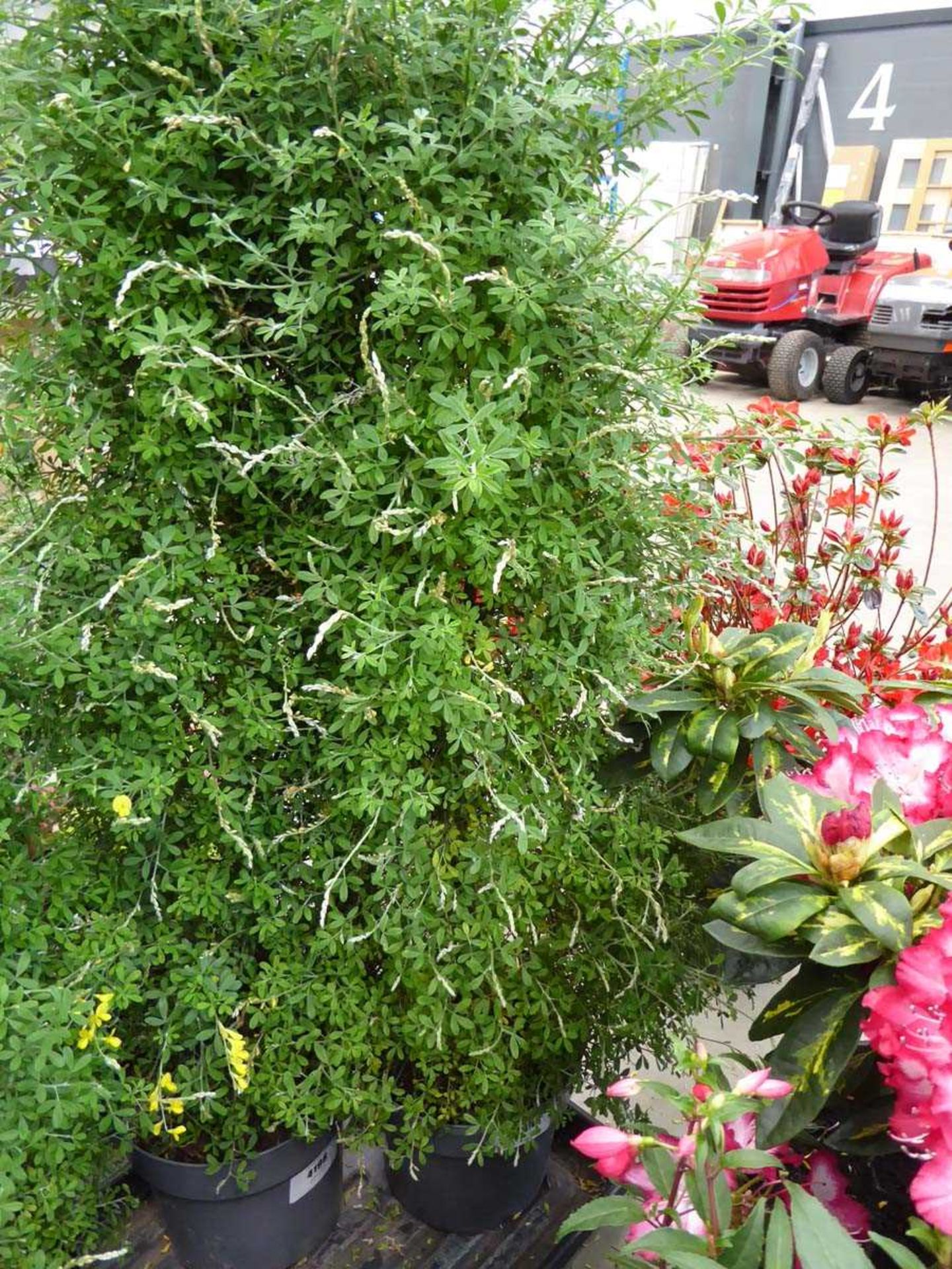 +VAT Large potted Genista