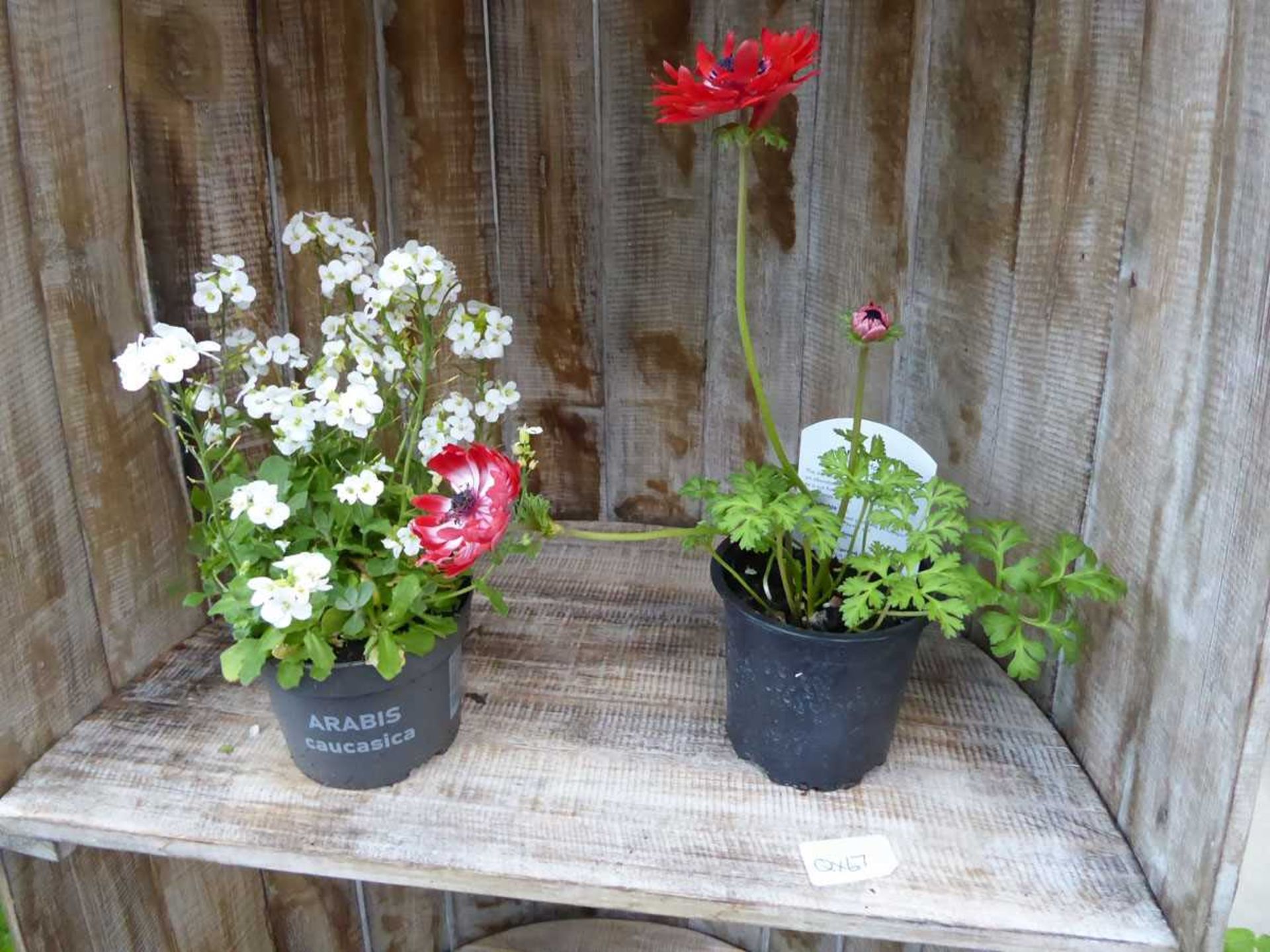 8 small potted plants - Image 3 of 5