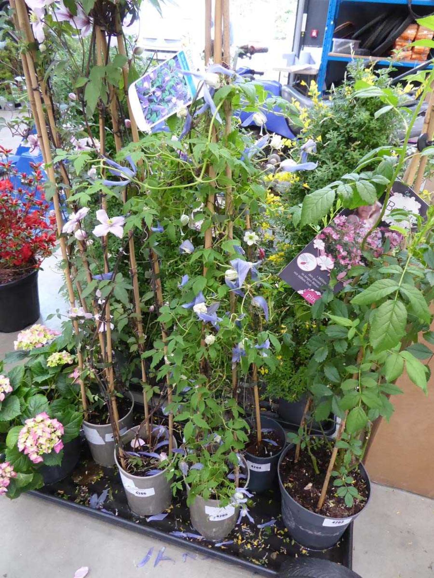 +VAT Potted clematis