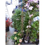 +VAT Potted clematis