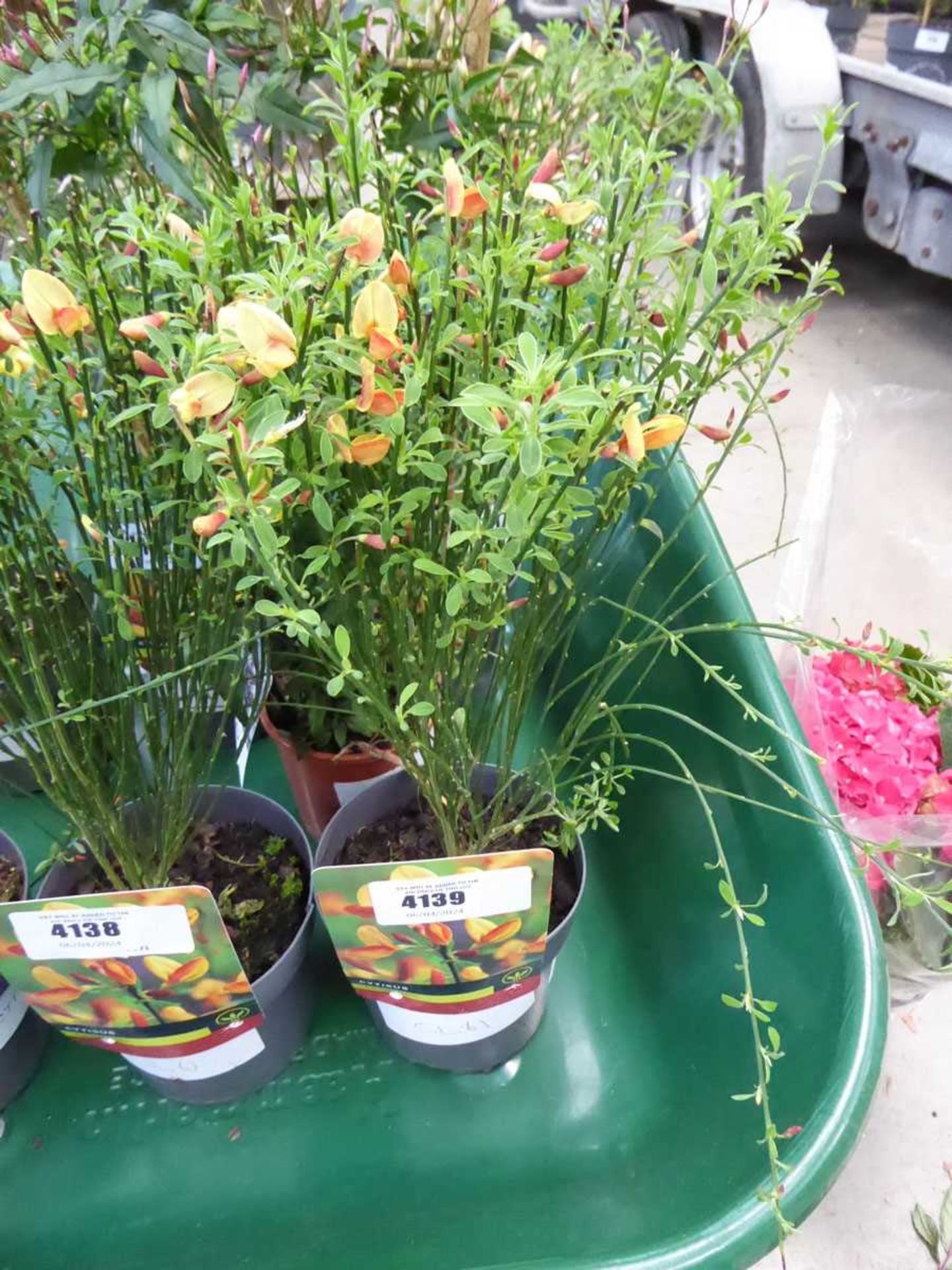 +VAT Cytisus Broom plant