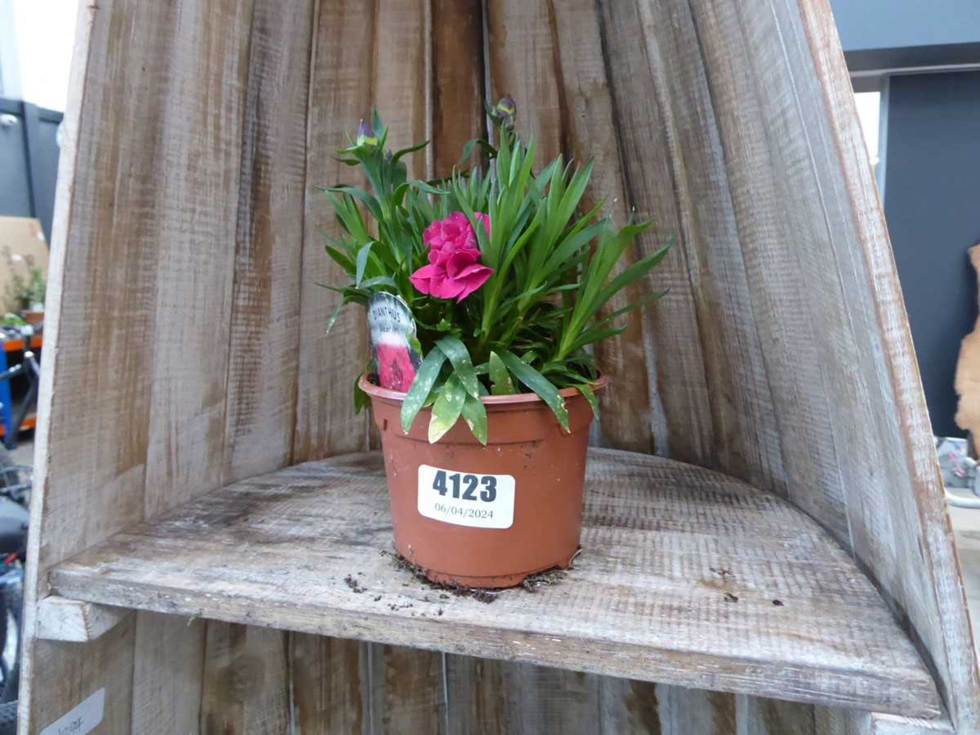 8 small potted plants - Image 2 of 5