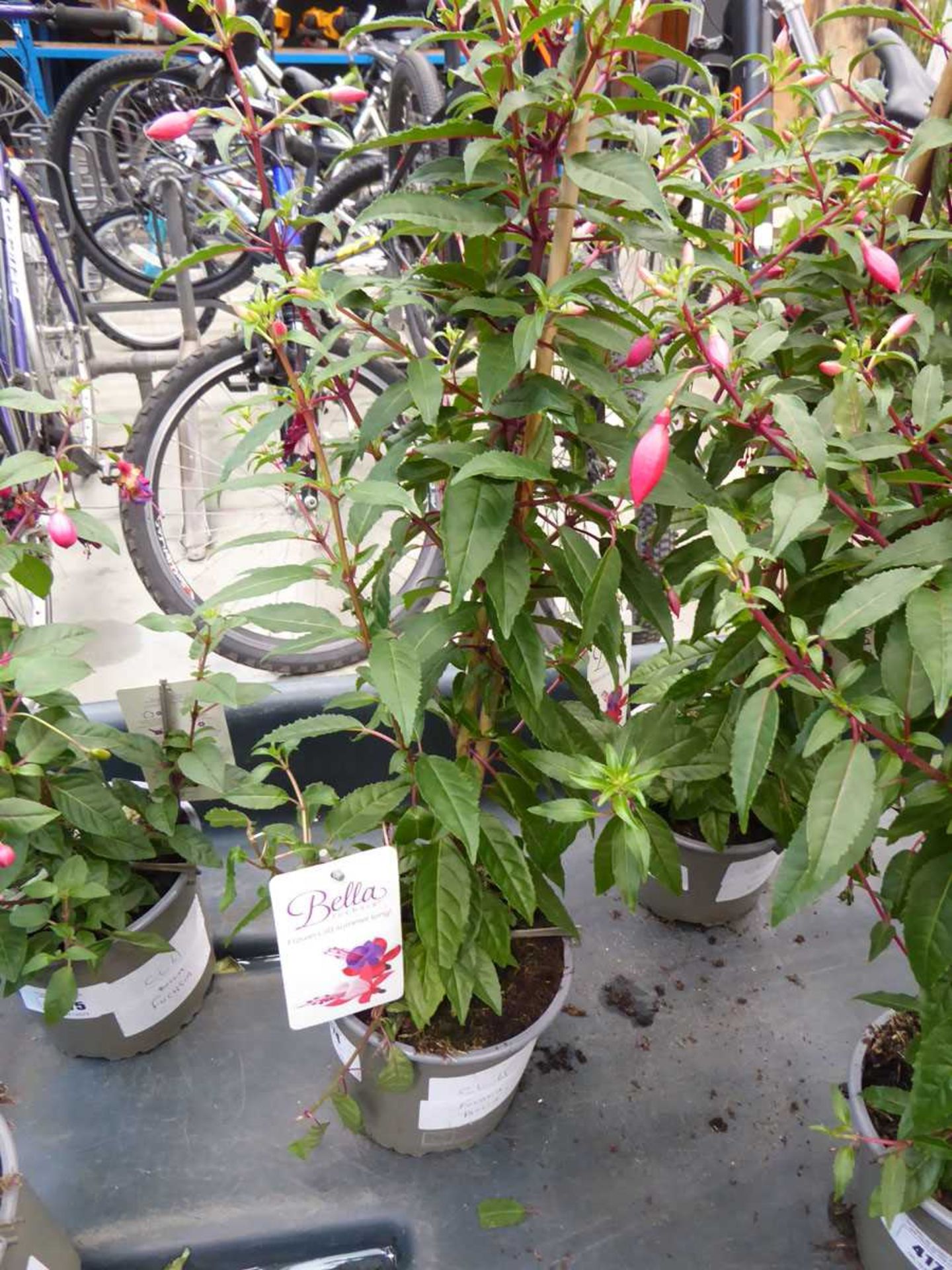 +VAT Potted fuchsia