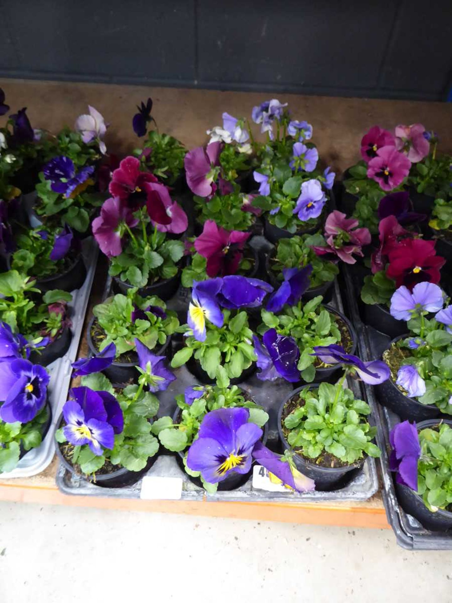 Tray of pansies