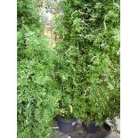 +VAT Large potted Genista