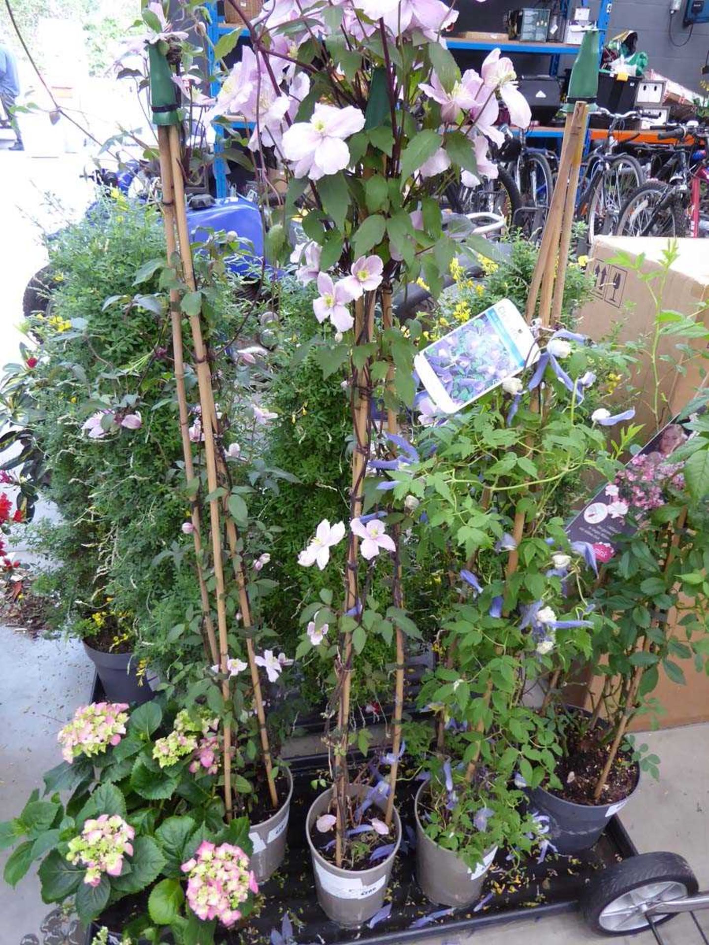 +VAT Potted clematis