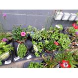 Tray of mixed plants