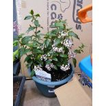 Viburnum plant