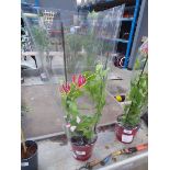+VAT Potted Gloriosa Rothschild plant