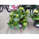 +VAT Climbing hydrangea