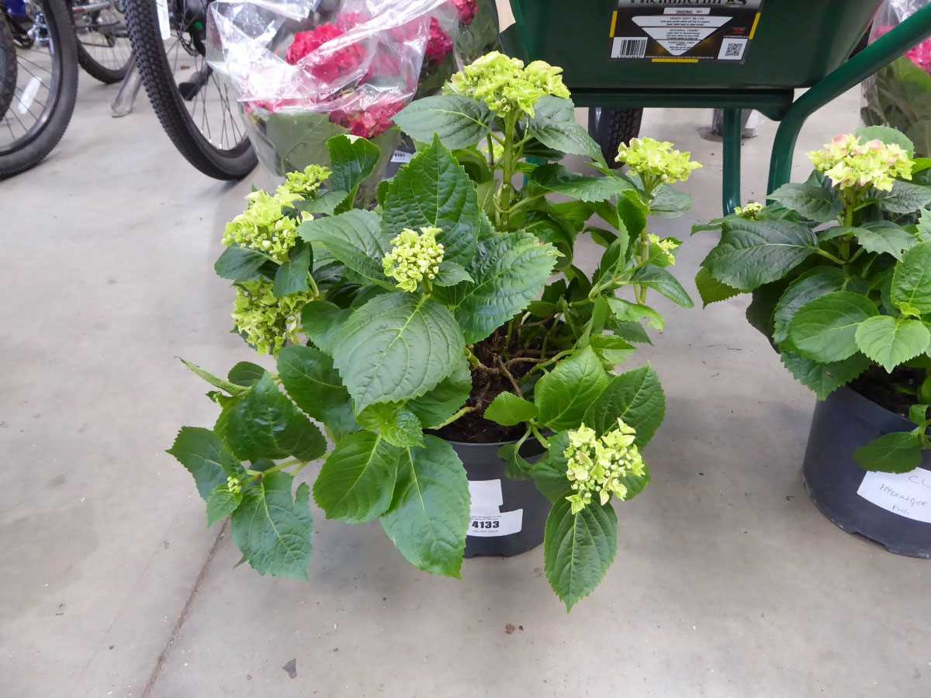 +VAT Climbing hydrangea