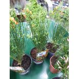 +VAT Cytisus Broom plant