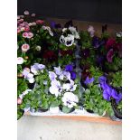 Tray of pansies