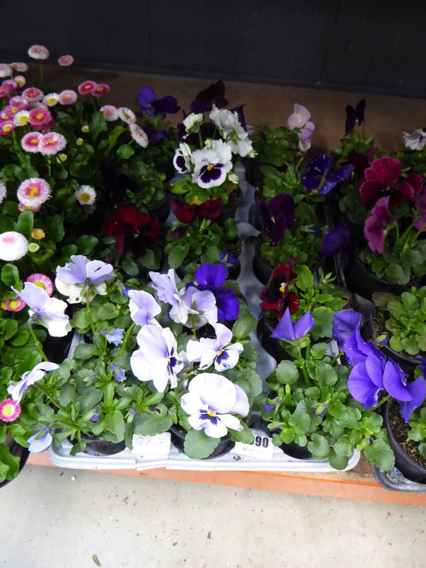 Tray of pansies