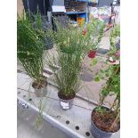 +VAT Large Cytisus Broom plant
