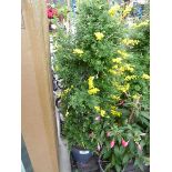 +VAT Large potted Genista