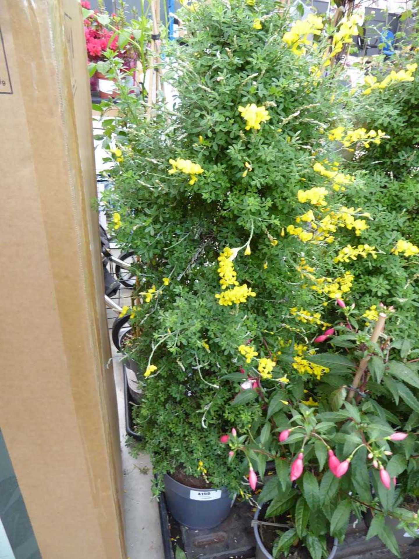 +VAT Large potted Genista