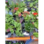 Tray of mixed plants