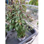 +VAT Potted fuchsia