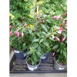 +VAT Potted fuchsia