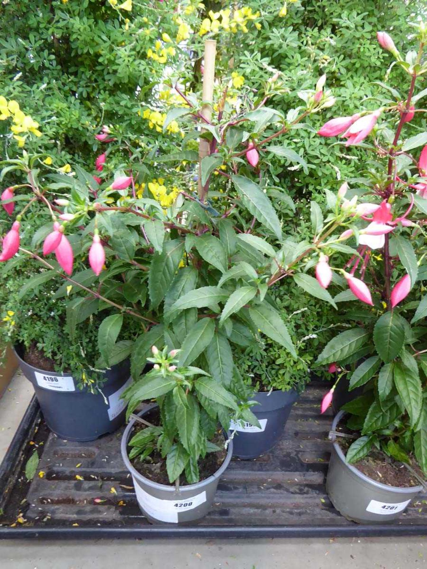 +VAT Potted fuchsia