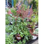 +VAT Potted Astilbe plant