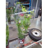 +VAT Potted Gloriosa Rothschild plant