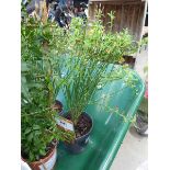 +VAT Cytisus Broom plant