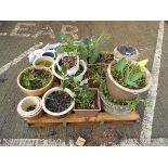 Pallet containing various plant pots and a small sundial