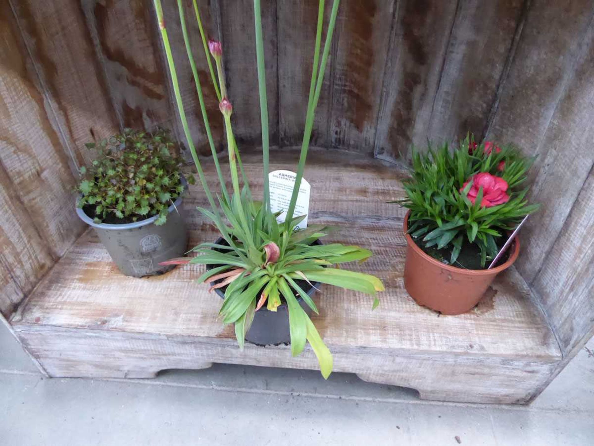 8 small potted plants - Image 5 of 5