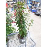 +VAT Potted fuchsia