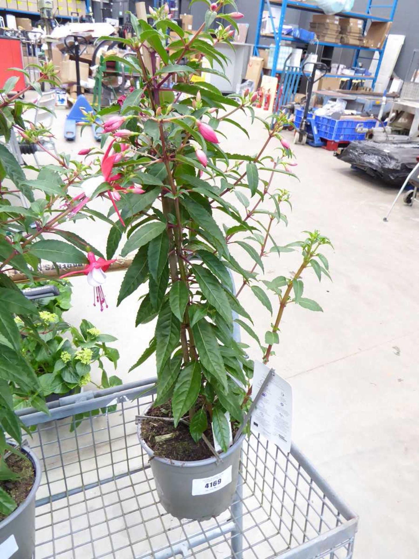 +VAT Potted fuchsia