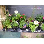 Tray of mixed plants