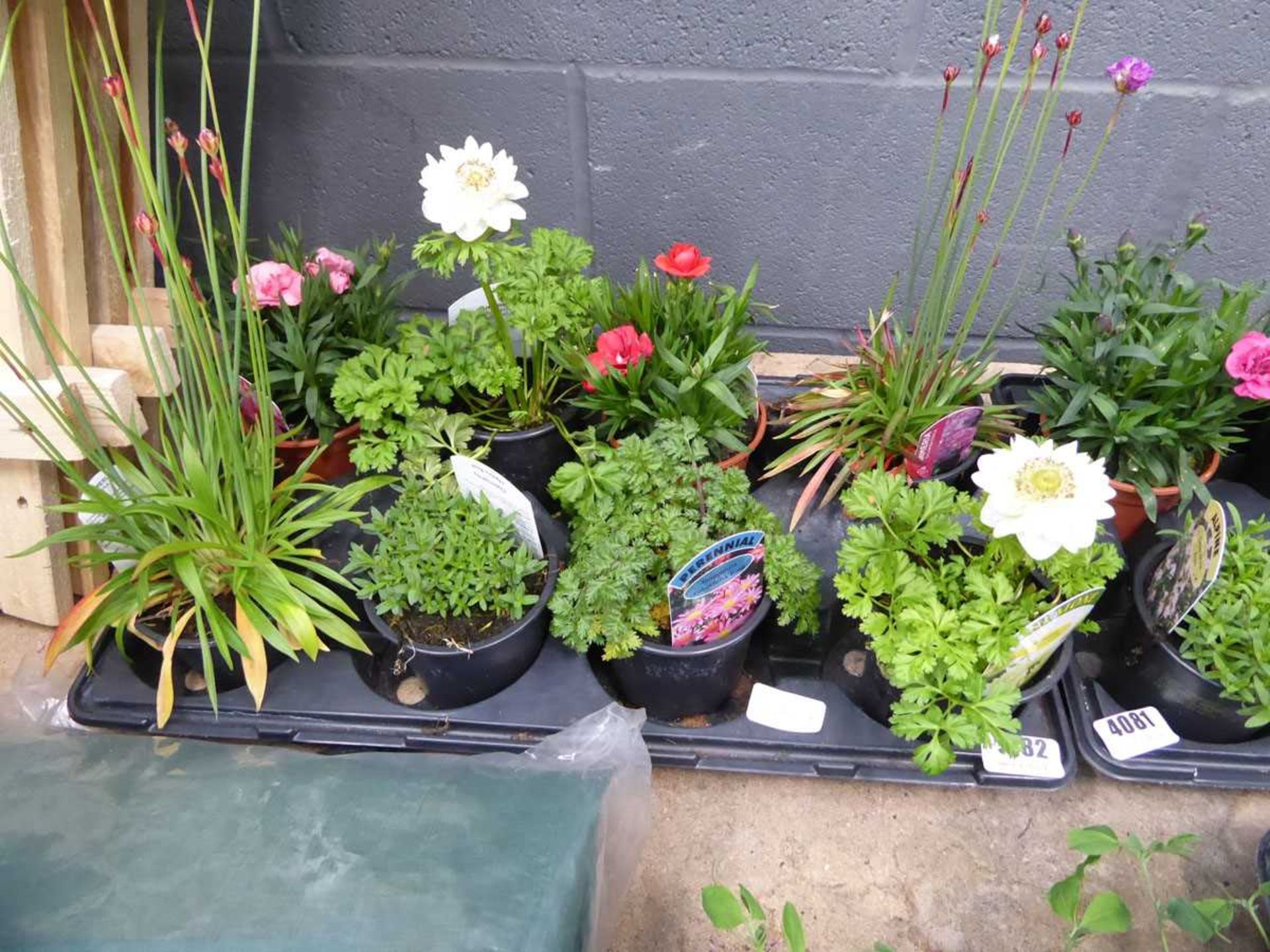 Tray of mixed plants