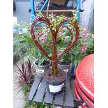 +VAT Potted living willow heart Salix plant