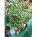 +VAT Small jasmine plant