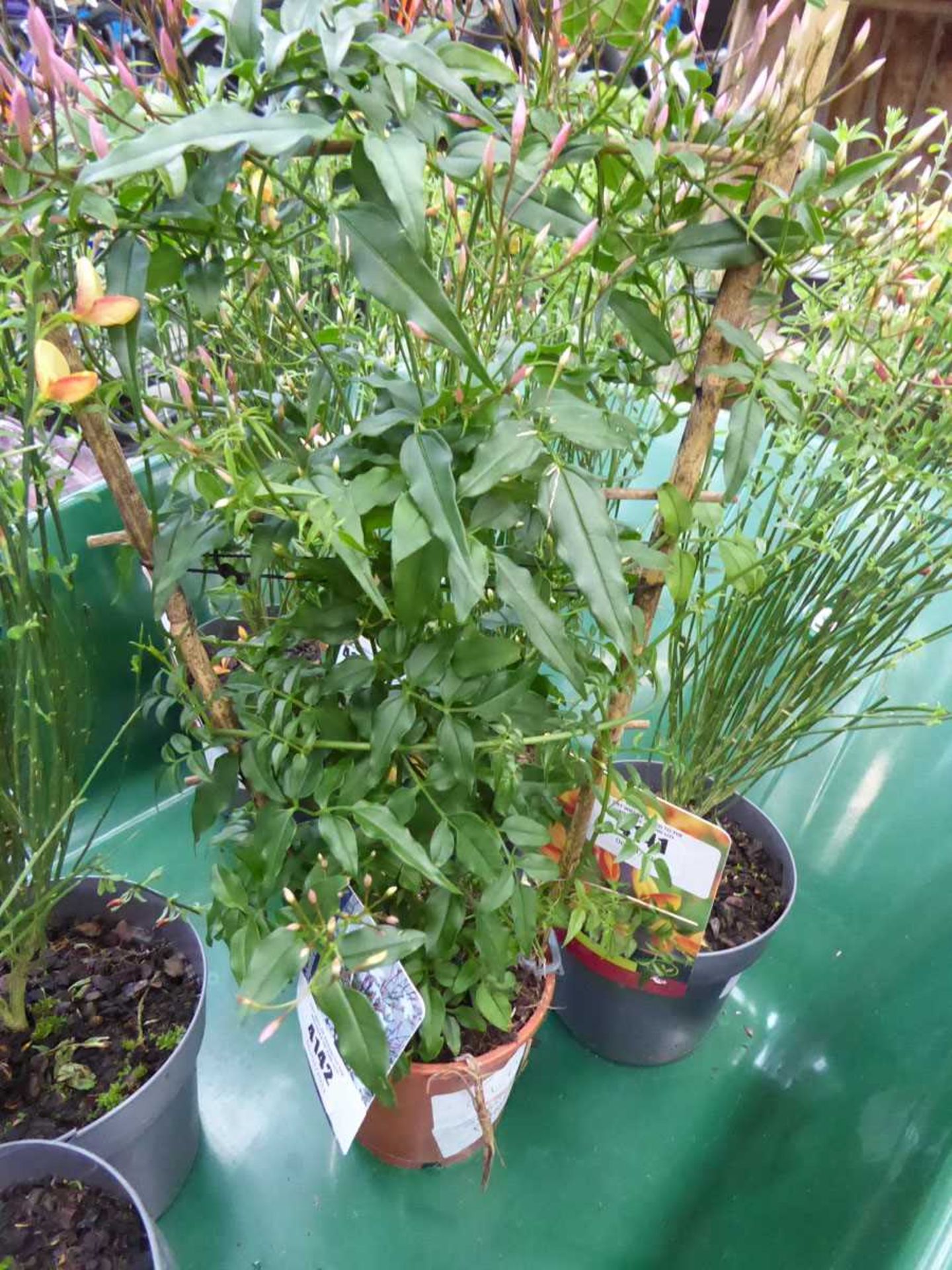 +VAT Small jasmine plant